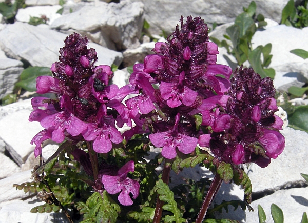 Pedicularis verticillata